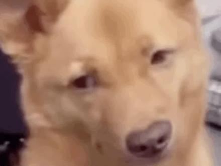 朋友,以防你没见过会蛤蟆叫的小狗狗#狗 #搞笑 #万万没想到 #震惊 #反转