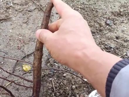 #酸枣
酸枣栽植一定要短截!