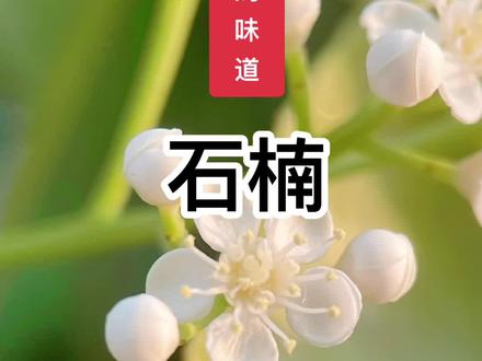 #植物科普 石楠,石楠花的味道,石楠果实,石楠种子,石楠别名:山官木、凿角、石纲、石楠柴、将军梨、石眼树、笔树、扇骨木等。#一日一植 #石楠 #石楠花 #石楠花开了