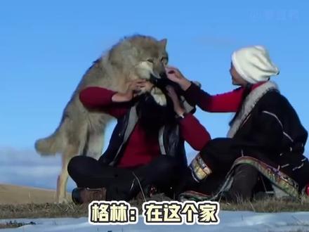 格林:请你认清自己的身份和地位!我和妈妈才是天下第一好。#重返狼群 #李微漪与格林 #抖音上热门