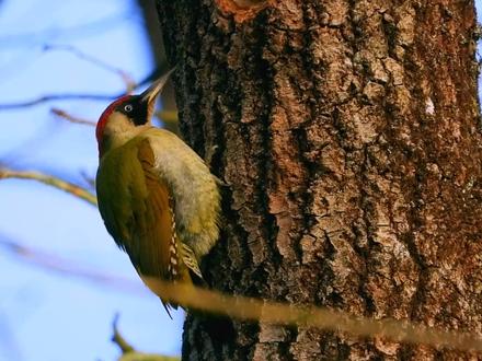 欧洲绿啄木鸟,棕脸鹟莺,观鸟