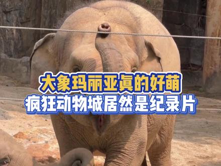 谁不喜欢玛利亚这个萌物啊#长隆动物园#大象#玛利亚#萌