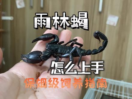 来养点儿不一样的冷门儿宠物亚洲雨林蝎吧真的很温顺!新手可入#爬宠 #异宠 #雨林蝎 #雨林蝎子宠物 #爬宠日常