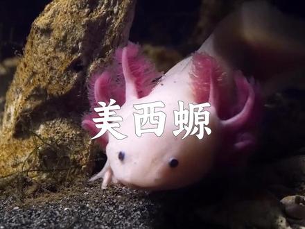 美西螈:能无限修复大脑和四肢的动物 #美西螈 #六角恐龙 #动物世界 #一代人有一代人的动物世界 #动物独白