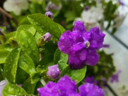 花园必备植物,香味植物,双色茉莉,鸳鸯茉莉#爱生活爱养花 #我的花花草草🌸🌸 #爱生活爱养花 #我的花园生活