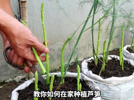 教你在家种植芦笋,种一次可以持续收获十几年,方法简单一看就会 #家庭种植 #三农 #红红火火三分钟