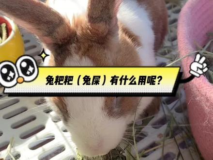 兔粑粑(兔屎)有什么用吗#萌宠出道计划 #萌宠日常记录 #兔叽吖 #࿆我࿆的࿆毛࿆孩࿆子࿆ #兔兔这么可爱 #兔牙特工队 #兔粑粑