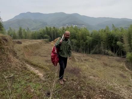 这样挖冬笋又快又准,老祖宗留下来的挖笋口诀,记不住的关注一下#冬笋 #挖笋技巧 #挖冬笋 #挖笋