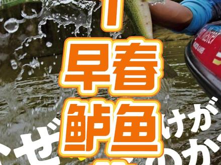 伊藤巧的春季模式一:早春强攻模式! 巧哥对早春鲈鱼的强攻型钓法是这样说的:在结构区通过纵向与横向相结合的操作,对通道中的纵向结构进行反复攻击。在靠近湾口,桦尖类的位置,往往会存在这样的纵向结构。而与之交织的沉木等障碍区域,则适合用德州钓组或强力倒钓类打法逐一进攻;在下雨等恶劣天气条件下,复合亮片同样十分有效。一旦切中这个节奏,往往会连续钓获大体型鲈鱼,是一套爆发力极强的进阶型模式
巧哥给大家推荐的钓组有三个:
1:复合亮片:当雨水或大风使鲈鱼不再紧贴障碍结构时,就用复合亮片对连续分布的纵向结构带进行搜索,为可能出现的连续大鱼咬口做好准备。
2.在容易挂底、结构复杂的障碍区域,优先选择德州钓组;不过在这种情况下并不对铅坠进行 固定,而是使用滑铅德州钓组。为了更容易做出快速、利落的动作,会选用阻力较小的软饵本体。类似senko 面条虫 触须很小的虾这类型的饵
3. 当障碍相对稀疏、需要将钓组精准送入细微结构变化处时,采用强力倒钓进行紧贴直落的进攻方式。由于此时仍处在甲壳类饵生物尚未大量出现的阶段,选择带有鱼型,或者带有鱼腥气味的软饵更为合适。#路亚 #钓鱼 #伊藤巧