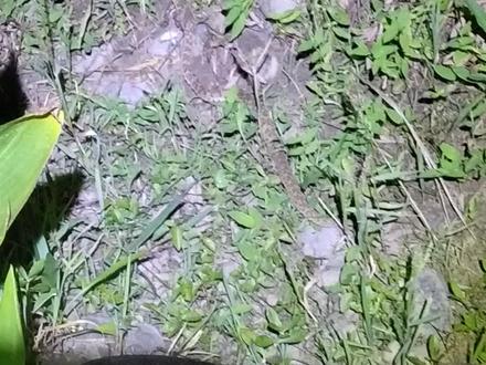 晚上来大阳垾约会的,野钓的,留意了,好多这玩意,晚上小路最好不要走了,散步运动走大路!#看看这是什么