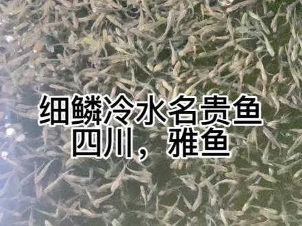 雅鱼,又叫阳鱼,裂腹鱼,四川雅安
三绝之一,为食,养殖以饲料或豆粕,菜子饼类为食,年生长半斤八两,最大能养到十几斤,肉质鲜口感爽滑,久吃不腻,市价60-80左右一斤,雅鱼,适应性强,成活率高,食物种类丰富,各地水温偏低的地方都可以养殖。#三农 #新农人计划2023 #大山里的原生态 #我的乡村生活 #户外