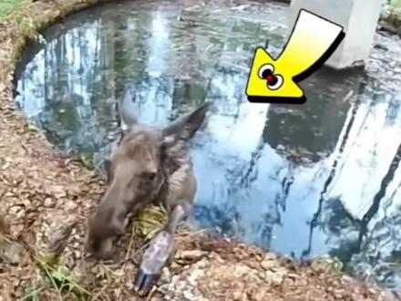 #动物救助 #野马 #神奇动物在这里 救助野马@抖音小助手