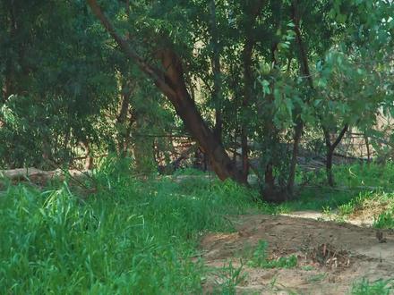 小伙手工制作竹子版摩托车,用来逃跑,真洋气!