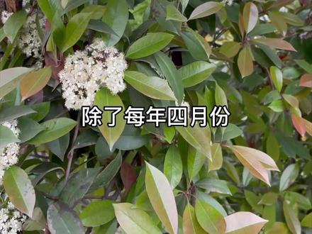 原来怀孕不只是女人的事!恶之🌸让男人也难逃厄运#石楠花 #怀孕