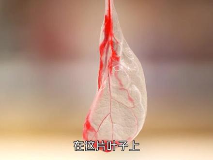 菠菜:我承担了太多。 #科技 #科学