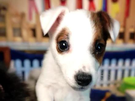 最小的警犬,千万别小看杰克罗素梗,贵的吓你一跳#杰克罗素梗 #警犬 #工作犬 #土狗