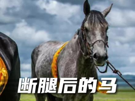 为什么当马儿摔断一条腿后,养马人会为它执行安乐死,而不会去治愈它呢?#西瓜知识 #科普 #冷知识 #热门