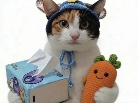 猫咪:你看我能玩明白吗? #猫咪 #真棒小猫 #萝卜纸巾猫咪模仿挑战 #萌宠 #搞笑