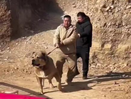 应该算狗界品种 最重的狗 240斤