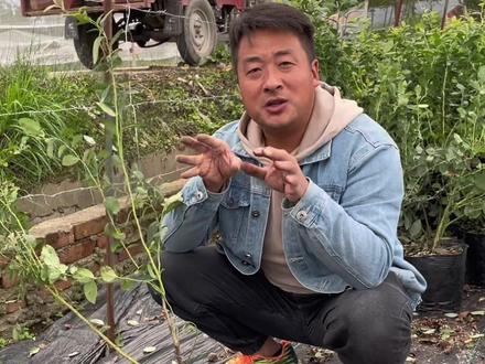 收到蓝莓树,应该先做一个破跟团的动作,可以让蓝莓树快速扎根到新的土壤里。#蓝莓苗 #蓝莓种植 #蓝莓盆栽