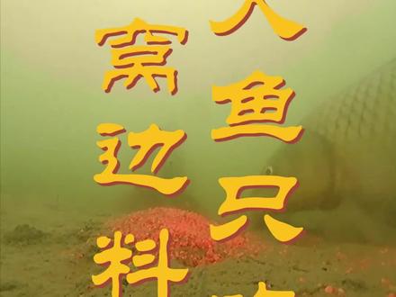 为啥打窝越精准越钓不到鱼?野生鲤鱼的聪明和谨慎可能远超你的想象#钓鱼 #野钓打窝