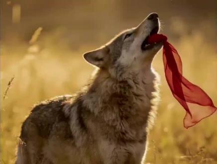 截至2026年1月,狼王格林的最新消息如下:
生存状态: 格林出生于2010年,截至2026年已16岁,属于狼的暮年阶段。2024年9月,探险者在若尔盖草原偶遇格林并投喂牛肉,证实其仍在原栖息地活动。2025年的记录显示,格林已出现毛发灰白、行动迟缓等衰老迹象,但仍具备基本生存能力 。
情感联系: 格林与“狼妈”李微漪的情感联系仍在延续。2025年,格林曾叼着一条红色丝巾(七年前李微漪为其唯一存活的孩子包扎伤口时使用的腰带),放在摄像头下后离开,以此表达对“妈妈”的思念与牵挂 。
李微漪每年都会去那个小木屋里待一段时间,格林每年都会发现,每天都会派狼给妈妈送肉,但是再也没有与妈妈相见,他已经成为狼王了,李微漪知道在寒冷最缺食物的冬天他们自己都不够吃,怕自己再呆下去狼群就很难度过这个冬天,于是就提前走了,他很爱妈妈,但是他再也没有与她相见,因为妈妈是人类,它已是狼王,要保护好它的狼群。李薇漪在给格林的孩子做的狼形墓碑下放了几颗大白兔奶糖,后来发现只剩下了包装纸。她知道那是格林吃的。因为格林从小在人类身边长大,他是一个会剥糖纸的狼。#格林