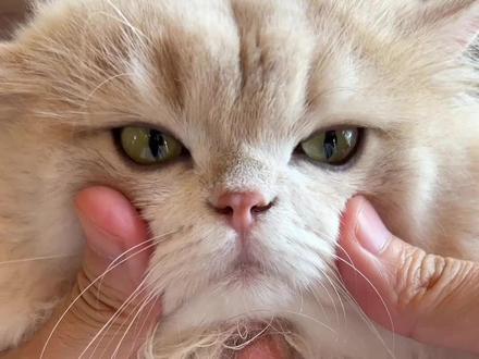小猫也要每天洗脸呀~