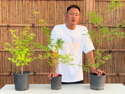 盆栽枫树的浇水方法#园艺生活 #红枫