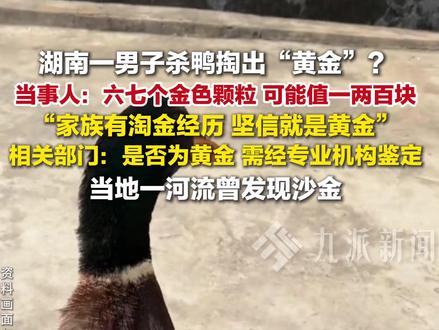 2月27日报道,湖南邵阳,#当事人回应杀鸭掏出黄金 : 六七个金色颗粒,可能值一两百块,家族有淘金经历,坚信是黄金。相关部门:需经专业机构鉴定。
