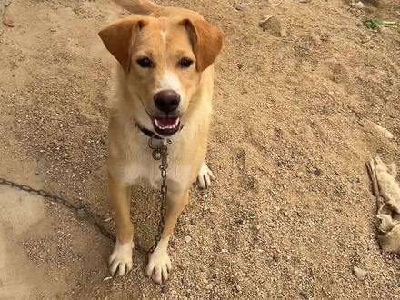 大黄是邻居从垃圾桶旁捡回的流浪狗,常年被拴在门外。月月从广东返乡后与它相遇,起初,大黄见到她便狂吠不止。但月月没有退缩,她悄悄给大黄投喂美味食物,一次次善意的靠近,终于让大黄放下戒备,把她当成了好朋友。此后,月月还常从自己的狗粮里分出一些,一点点攒着带给大黄。
善良是月月与生俱来的品质,她默默给予的食物,为大黄灰暗的生活增添了许多欢笑。她用温柔抚平大黄过往的伤痛,分享着最可口的美食,这份跨越物种的友情,在岁月里显得格外珍贵而动人。
月月的陪伴,就像黑夜中的一盏明灯,驱散了孤寂;她与大黄之间默契纯粹的互动,让我们看到生命因爱而闪耀的光辉。那双充满纯良的眼睛,盛满了温暖与友爱,传递着世间最美好的情感#狗狗