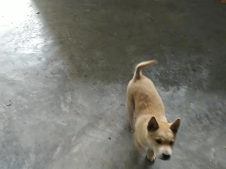 一招教会你土狗简单训练方法、坐下、卧倒、握手、一学就会。