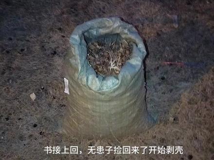红籽无患子,盘点绿化带文玩#无患子 #红色无患子手串 #绿化带文玩 #棕榈树籽快速去皮 #金佛草菩提 #手工diy #大自然的馈赠 #万物皆可盘 #解压