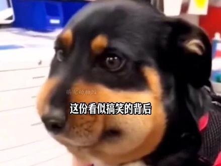 还记得只蜜蜂小狗吗?#萌宠日常记录 #救助流浪狗