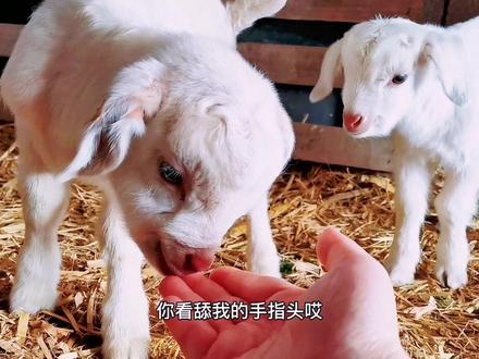 走的都不利索呢,就开始蹦蹦跳跳的了,对所有的东西都好奇,妥妥的好奇宝宝😂#我的农场生活 #快乐的小羊羔 #狗头羊生崽 #家有萌宠