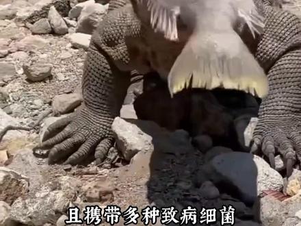 分享20种蜥蜴,你喜欢哪一种? #蜥蜴 #爬宠