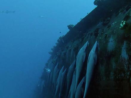 地球上最懒却又最聪明的鱼,在宿主的搭乘下参加着顶级盛宴! #动物世界 #海洋生物 #䲟鱼 #动物科普 #海底世界
