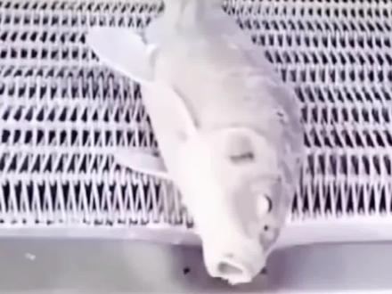 #创作灵感上热门 速冻鱼解冻还能复活,是真的吗,做了个小实验#求赞求关 #创作灵感 @抖音小助手