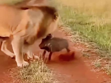 疣猪顶翻雄狮#动物的迷惑行为