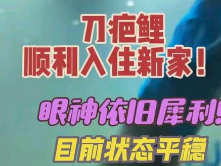 刀疤鲤顺利入住新家!出缸瞬间眼神犀利!
刀哥接下去平稳活过度,过两天就有好吃的啦!
#刀疤鲤出缸全过程
#刀疤鲤 #暖心阿哲 #极品淡水鱼 #淡水鱼爱好者