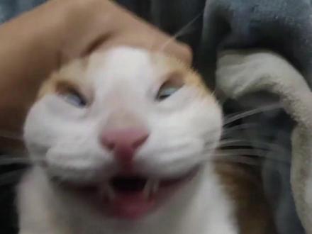 盘点网络人物志第九十一期之白旗浪浪 #喵咪 #人物志 #丑猫 #哈基米 #撸猫