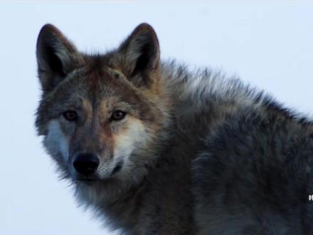 第33集 |重返.狼群十周年 往后每一只狼都是格林,愿每一个人类都是李微漪#动物世界 #纪录片 #重返狼群十周年特别纪念版 #青年创作者成长计划