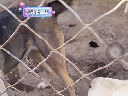 布莱克海德这个仁义#黑头 #小美 #公主 #明亮与狗