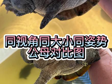 #墨西哥蛋龟 #墨蛋 #窄桥蛋龟 #蛋龟 #热门 ,公母对比图,你看明白了吗