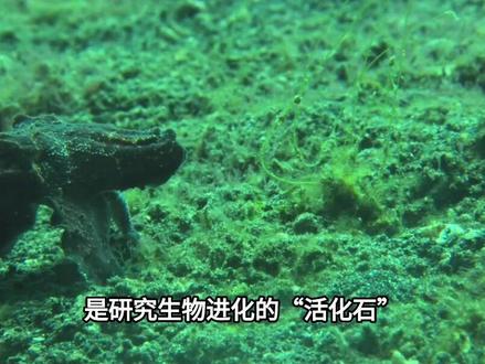 一度被认为灭绝!2025年云南一山洞中发现6条,已消失近半个世纪#洞穴盲鱼 #科普一下#科普#涨知识#冷知识