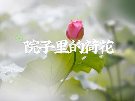 #二升三 #作文《院子里的荷花》写作文的时候,让妹妹经常去观察一下荷花的样子,从荷叶、荷梗、荷花等,用上五感法,细心地去感受花开的样子,再加之想象,作文就不怕没东西写了。 #作文