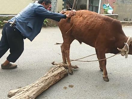农村人是怎样教会牛耕地,要废好多功夫的,不容易