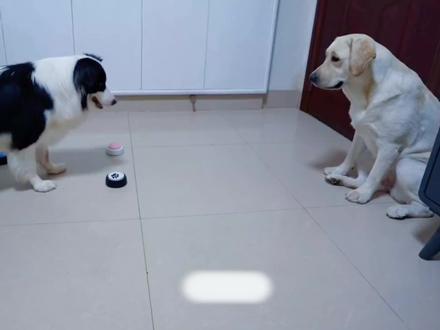 众所周知,边牧是边牧,狗是狗。#狗狗成精了 #边牧 #萌宠