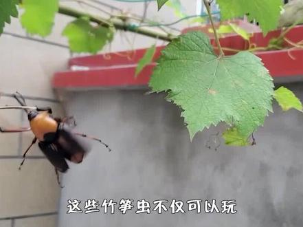 农村常见的竹象,不仅能玩还能吃,为什么现在很少见了? #竹象虫 #昆虫 #科普一下 #涨知识了 #冷知识