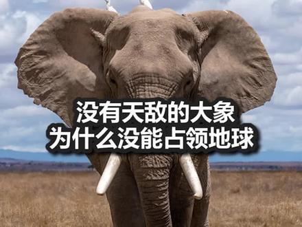 没有天敌的大象为什么没能占领地球?#热门#大象@DOU+小助手 #科普#涨知识#冷知识#百科#书