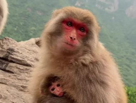 #猴友 磨牙猴生了个小闺女,取名为月牙,小牙牙有妹妹了。#神奇动物在抖音 #野生动物零距离 #猴子🐒